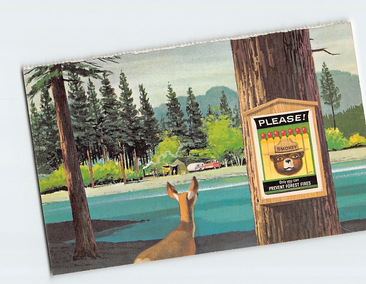 Postcard Deer Looking at Camping Area Across the Lake Prevent Forest Fires Sign