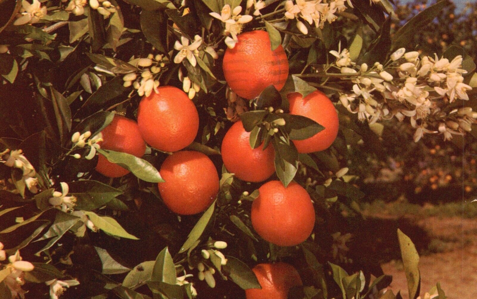 Postcard FL Florida Oranges & Blossoms Posted 1958 Chrome Vintage PC J539