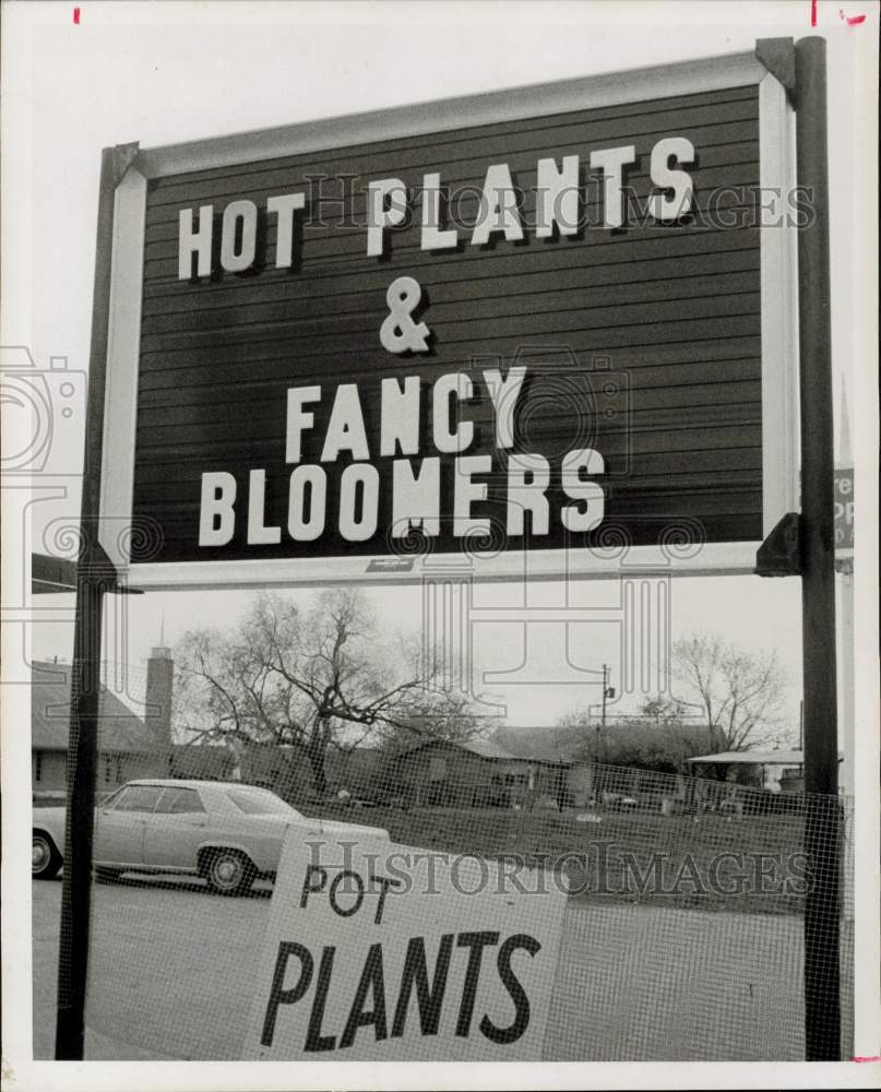 1971 Press Photo Pasadena nursery signs advertising blooming, hot and pot plants