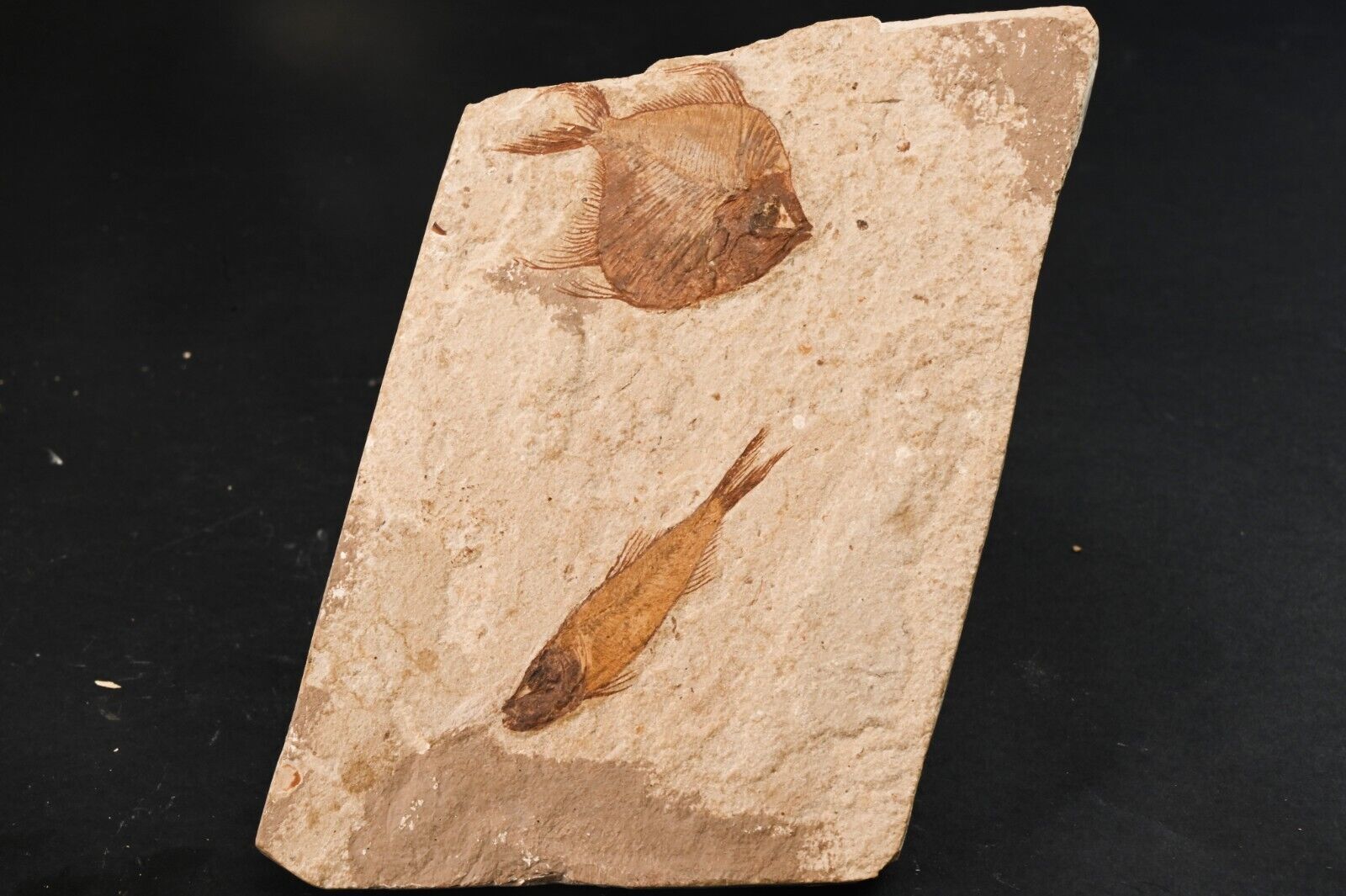 2 Fossil Fish Pharmacichthys & Hemisaurida of Cretaceous Lebanon Fish