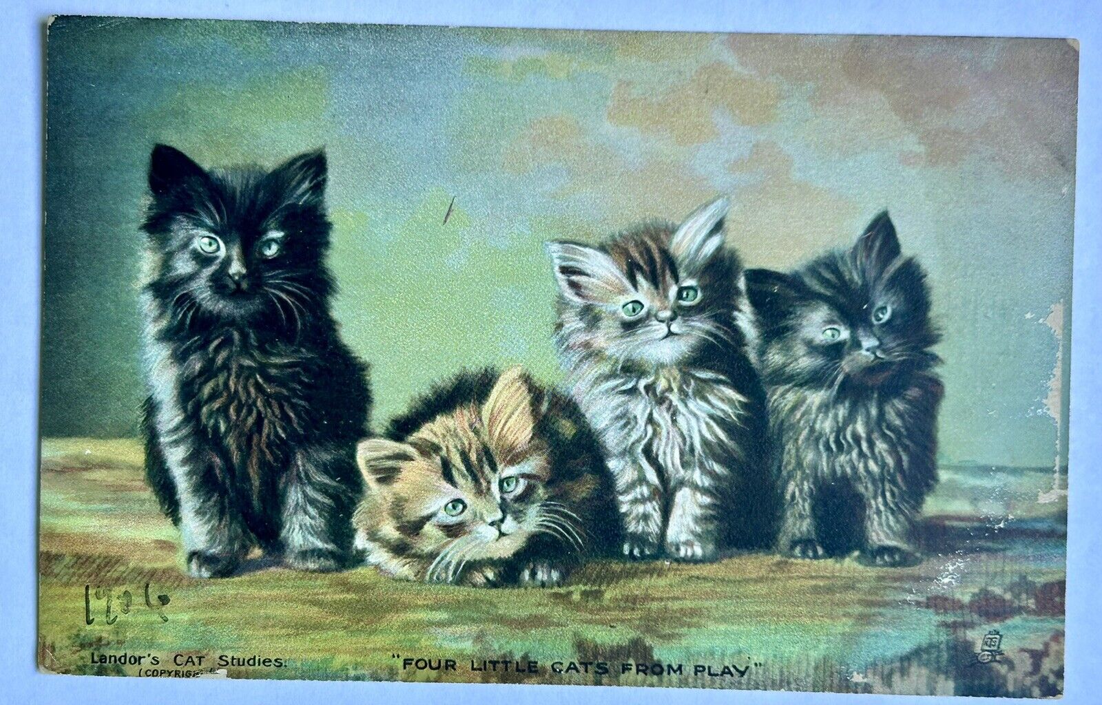 Landors Cat Studies. 1906. \