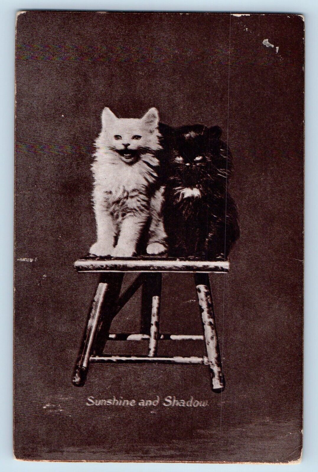 Cute Cat Kittens Postcard Haired Sunshine And Shadow Studio 1911 Posted Antique