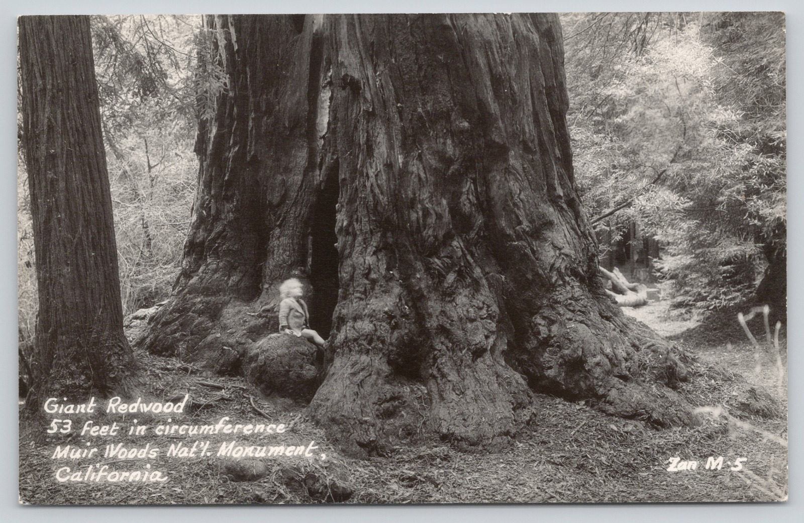Postcard Muir Woods Nat'l Monument, California, Giant Redwood A583