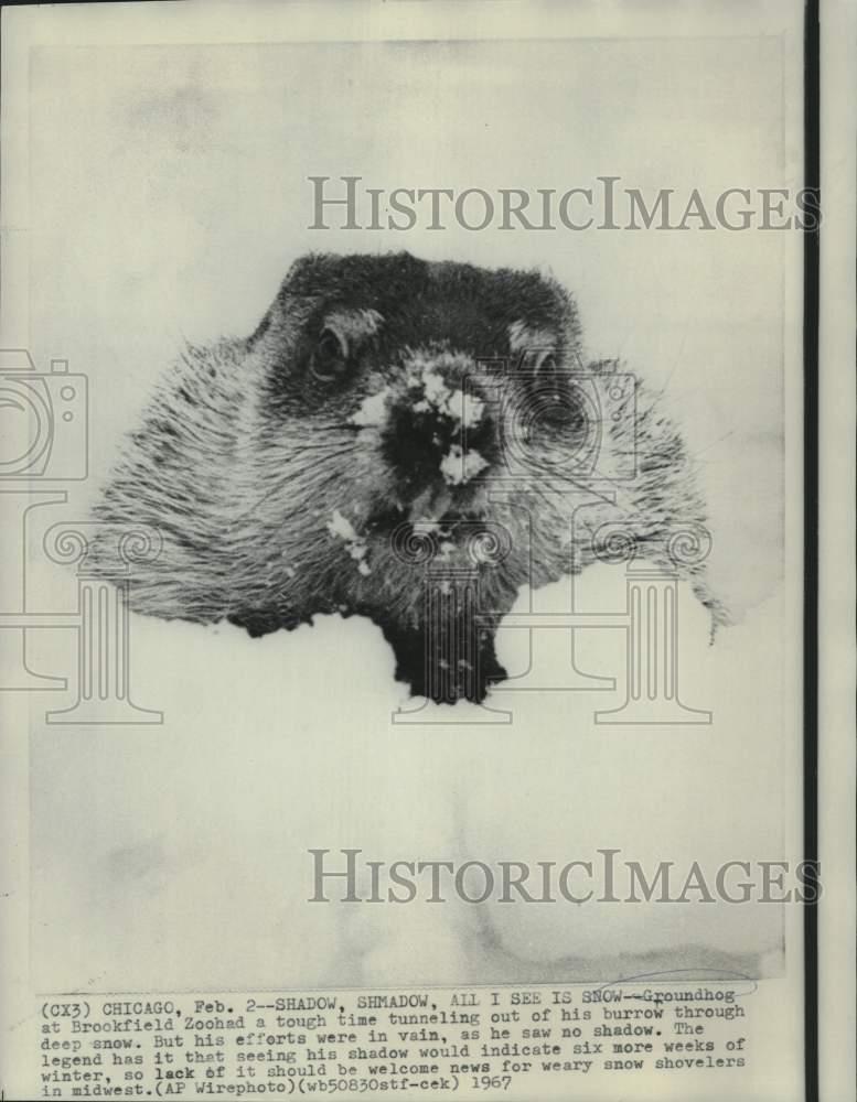 1967 Press Photo Brookfield Zoo groundhog tunnels from burrow through snow