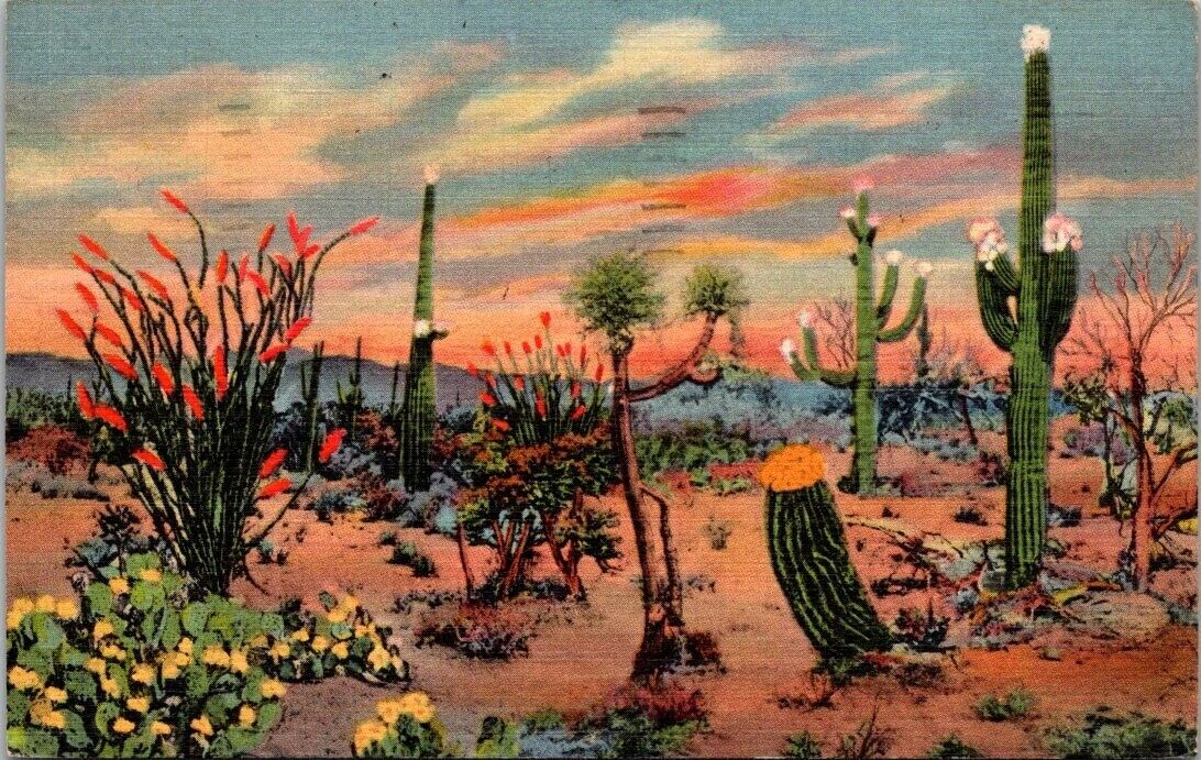 Daybreak On The Desert  Tucson Phoenix Arizona Postcard