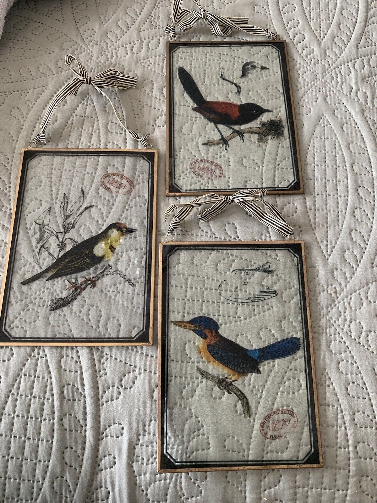British Museum Of Natural History Set Of 3 Antique Birds On Glass With Frame