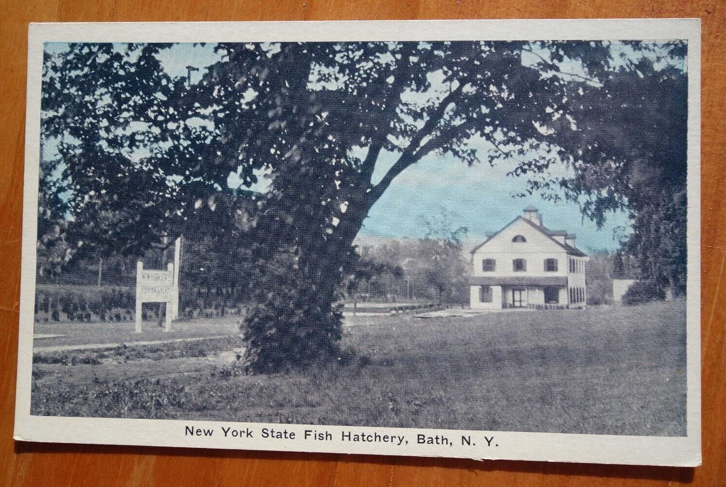 New York State Fish Hatchery, Bath NY NEW YORK postcard