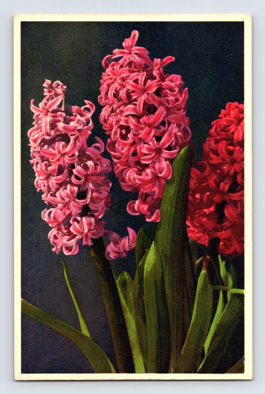 Postcard Hyacinth Red Pink Flower Thor Gyger Stehli Series 1940s Unposted