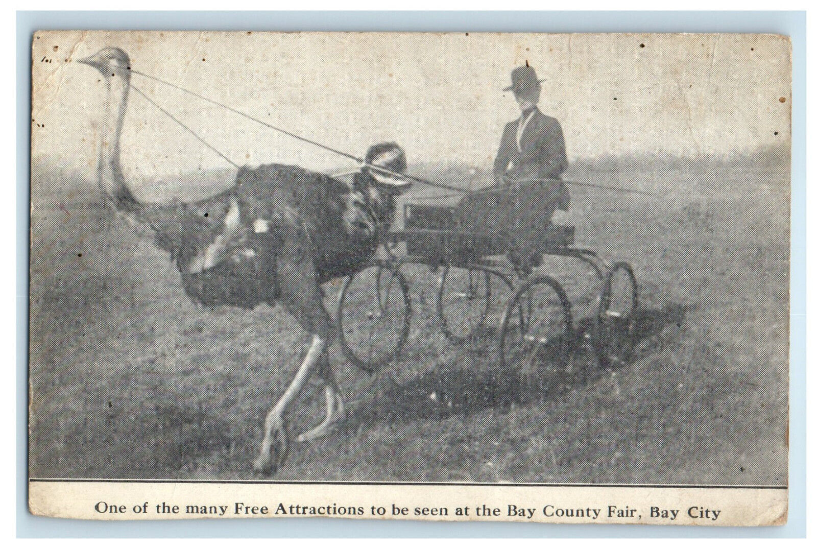 c1940\'s Ostrich Carriage Scene, One of Free Attractions in Bay City MI Postcard