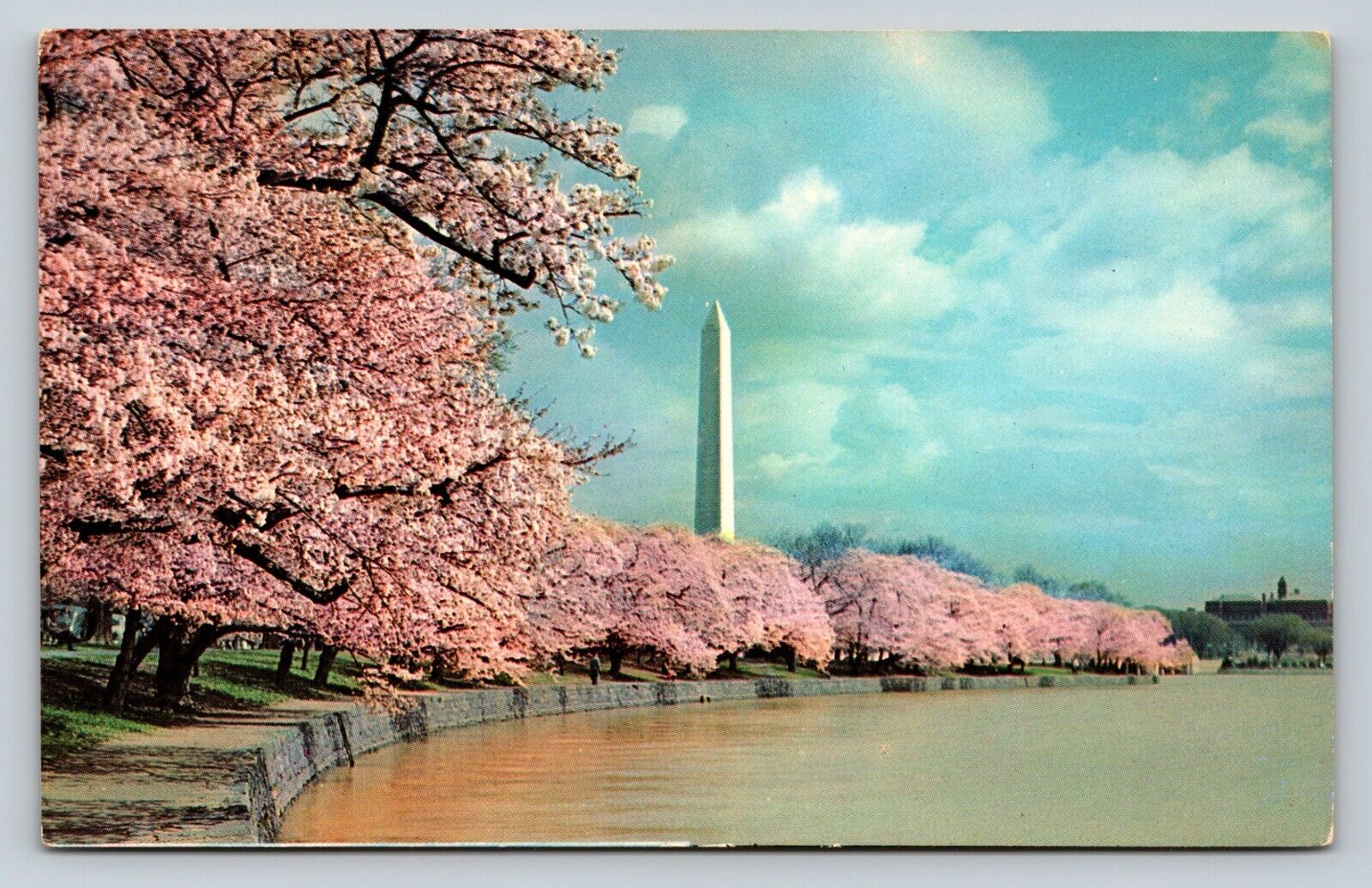 Washington Monument Framed by Cherry Blossoms at Tidal Basin VTG Postcard 0801