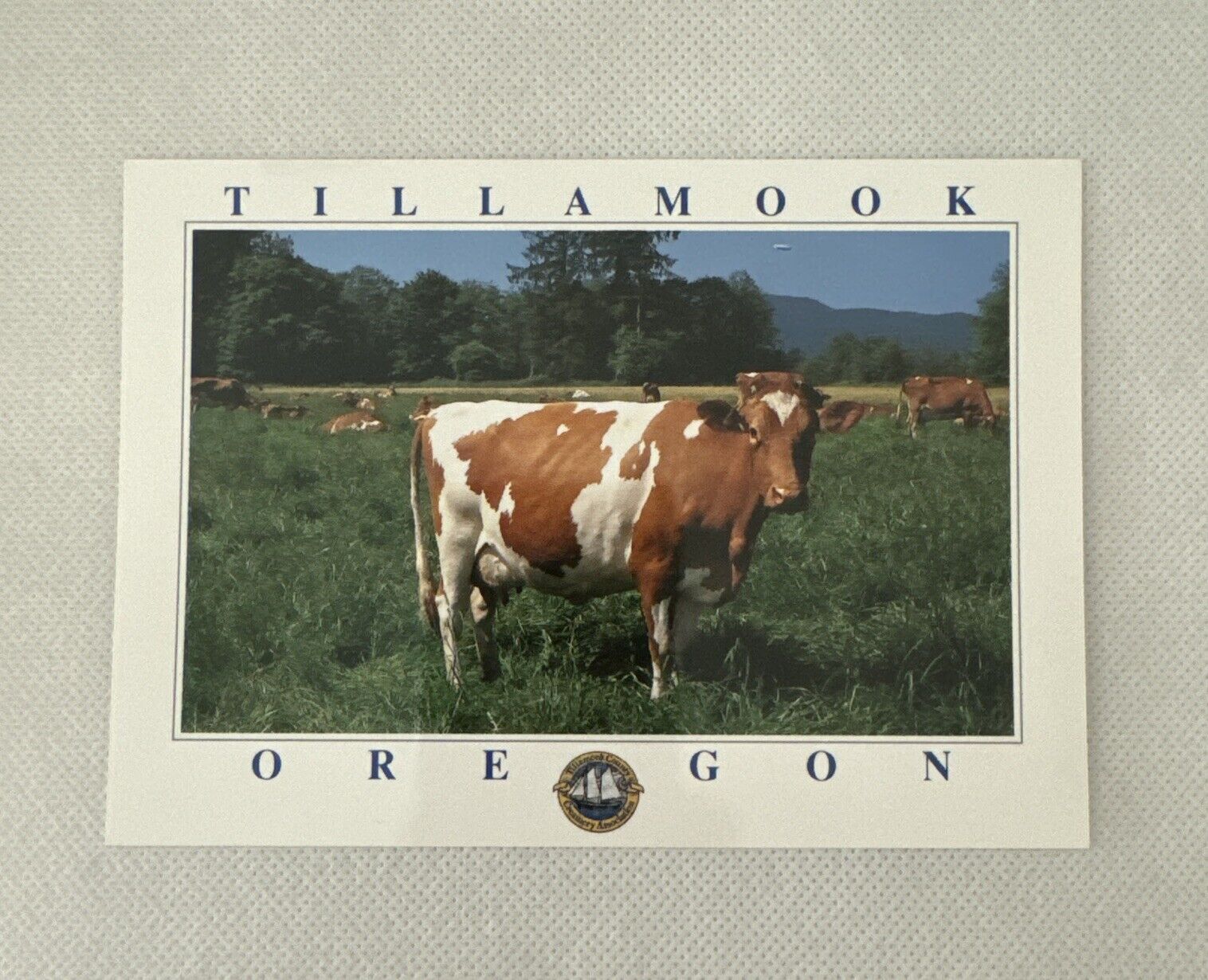 Postcard Tillamook Oregon Guernsey Cow