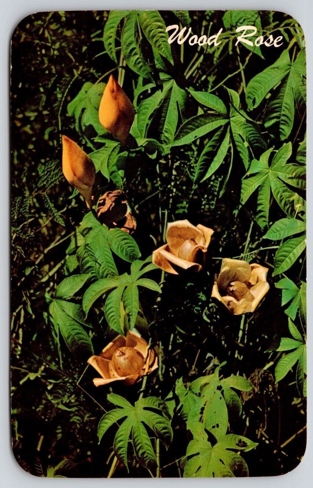 Wood Rose Ipomea Tuberosa Morning Glory Family Postcard UNP VTG Unused Vintage