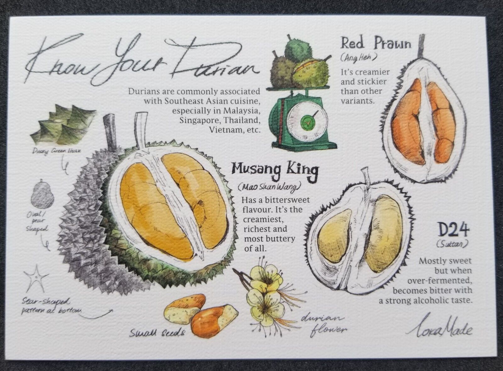 [AG] P164 Malaysia Durian King Of Fruits Food Plant Seed Flower (postcard) *New
