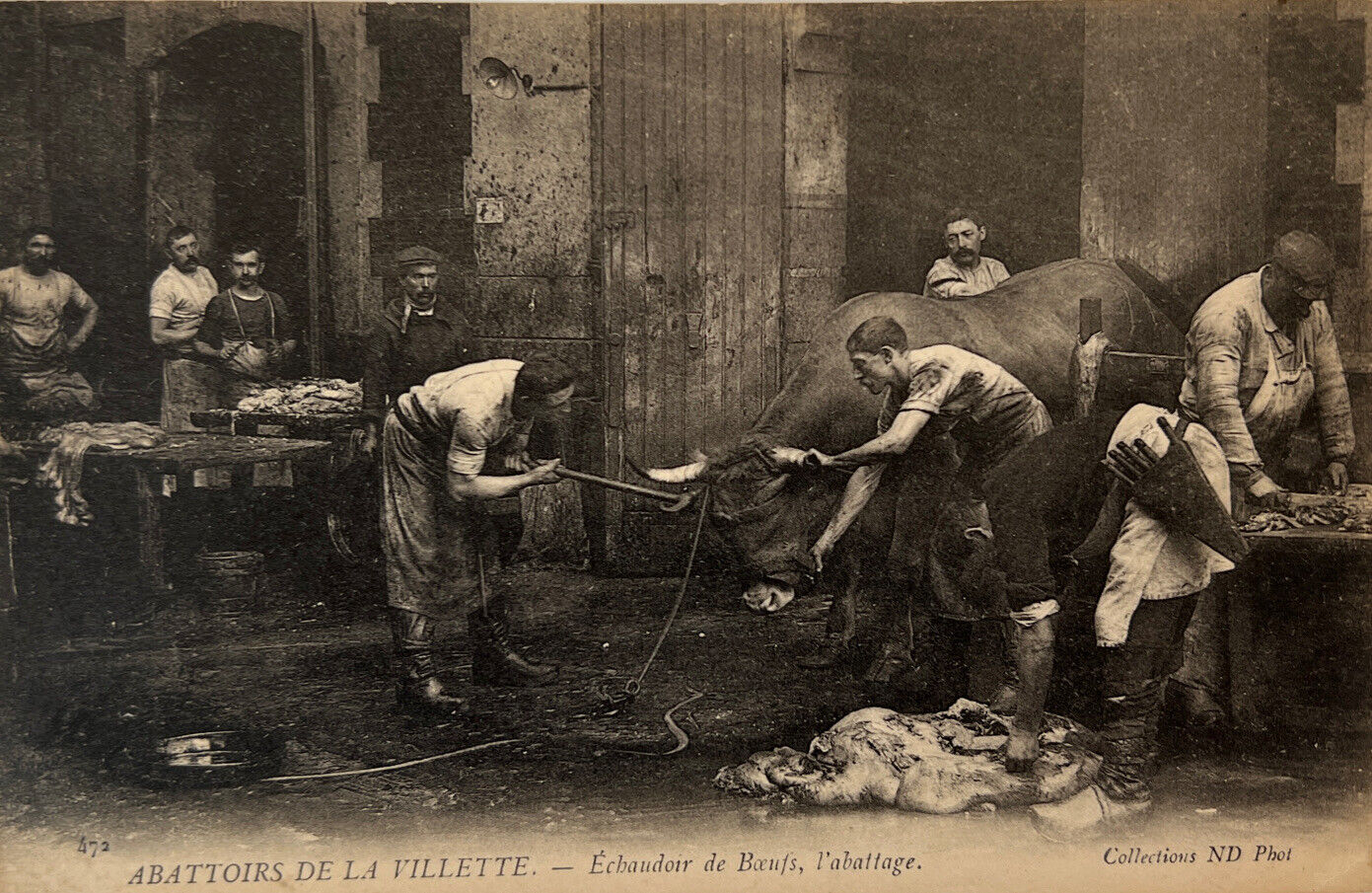 1 Cpa Paris XIX Abattoirs de la Villette - boeufs boiler, slaughter