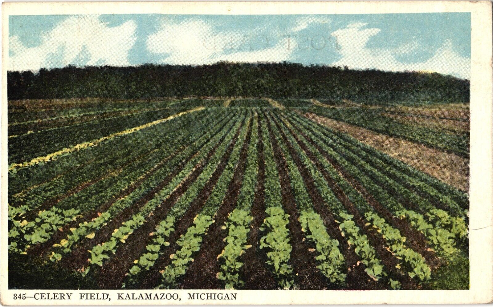 Celery Field Kalamazoo MI Divided Unposted Postcard 1915