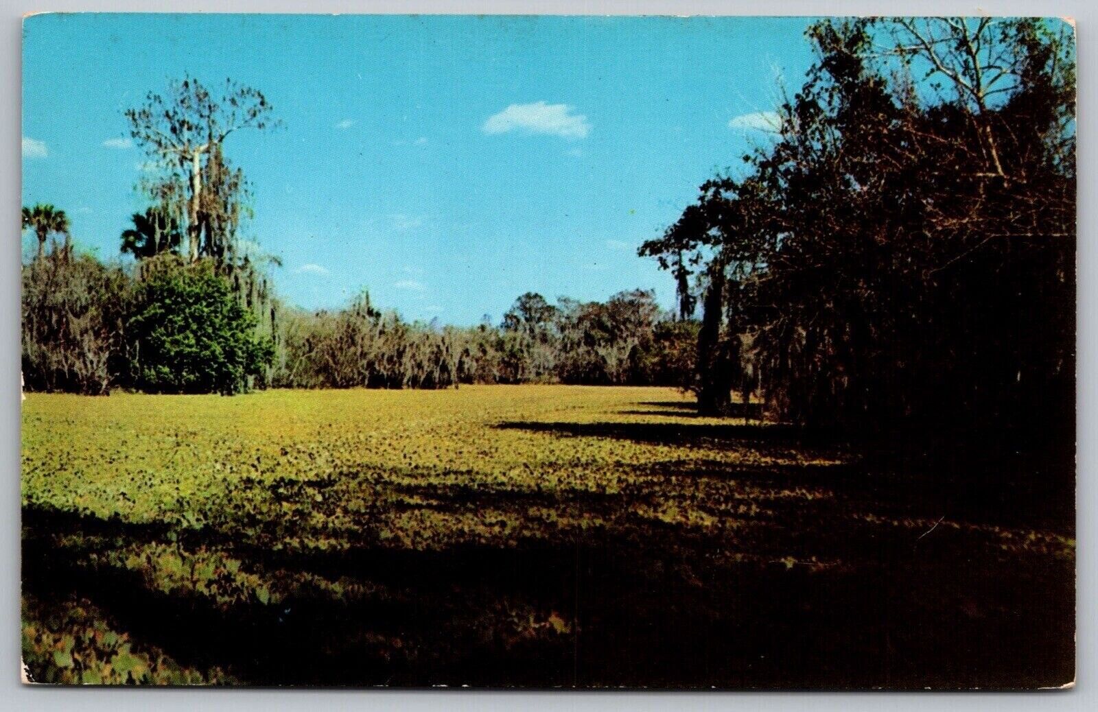 Florida Lettuce Lake Turners River Everglades Ochopee Ingram Billy Camp Postcard