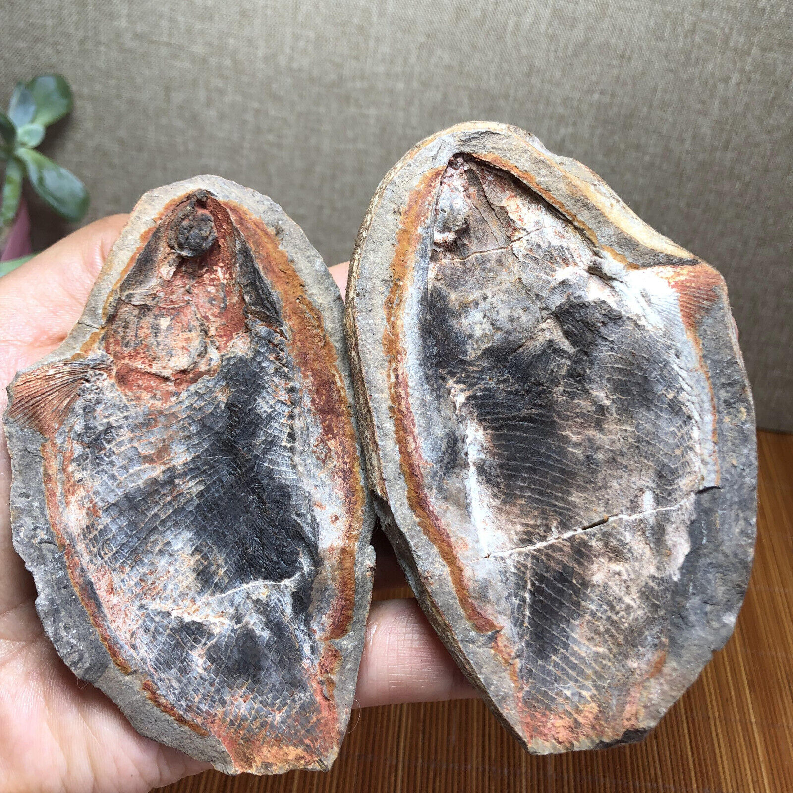 AAA+ Rare Bony Fish Fossil Nodule Triassic Concretion Madagascar 318g A1835