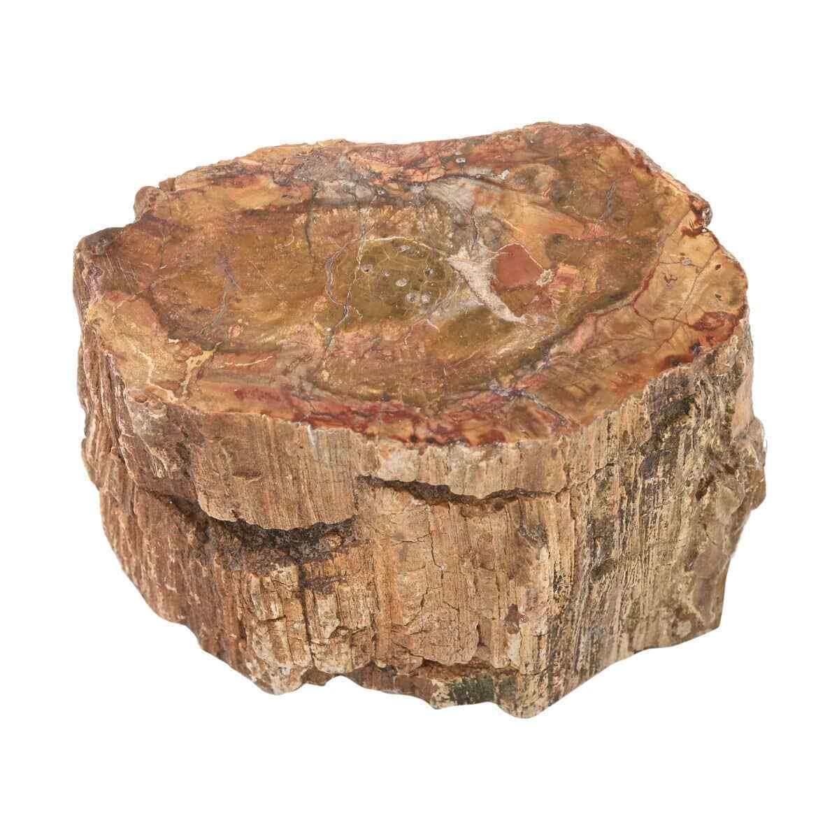 Petrified Wood Natural Home Indoor Decoration Branches-M Approx. Ct 2395 Gifts