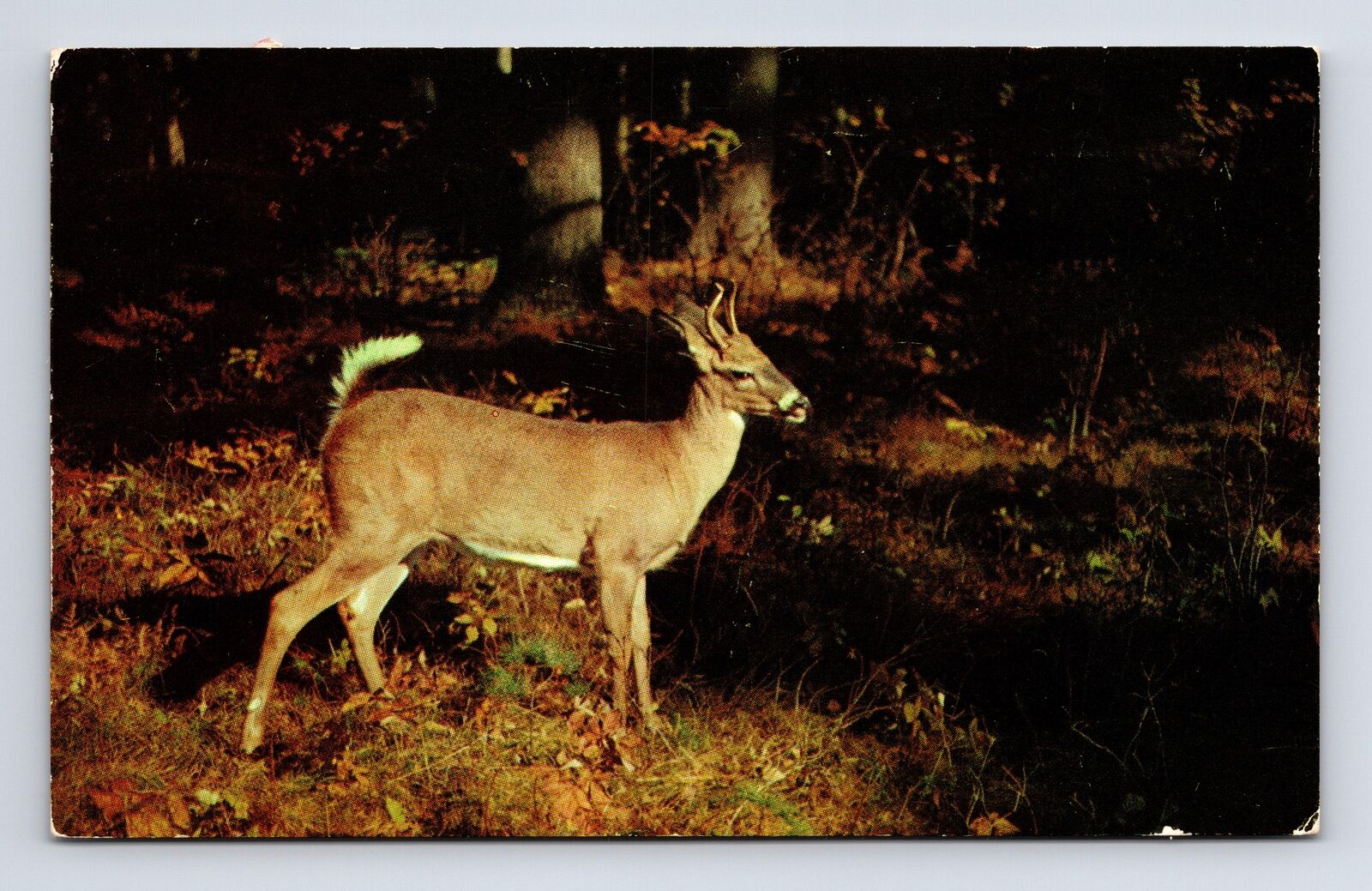 Little Dear Deer Sends Greetings From Green Lane Pennsylvania PA Postcard