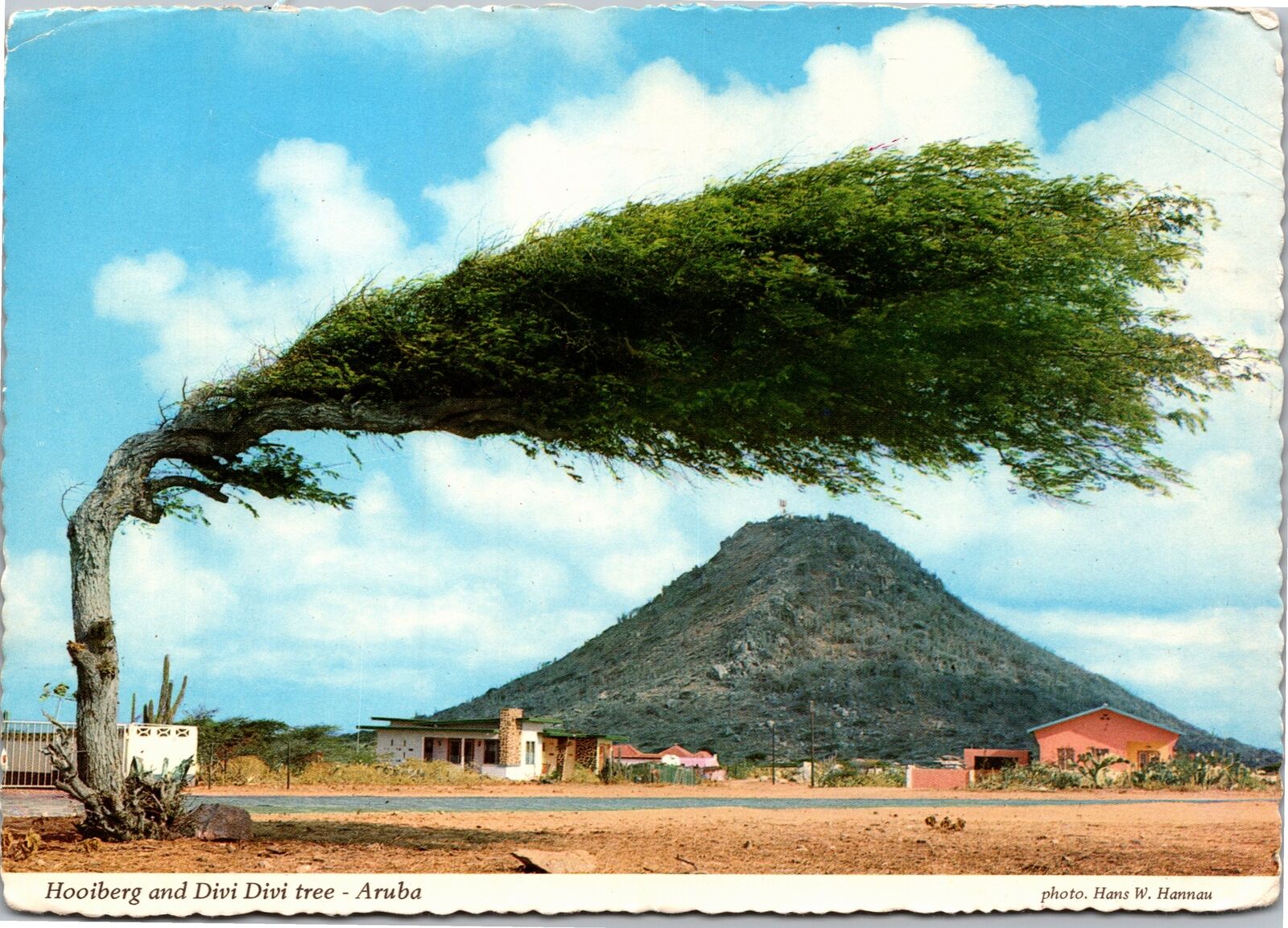Postcard Aruba Hooiberg and Divi Divi Tree