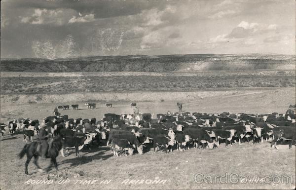 Cowboy/Western RPPC Round up Time in Arizona Cows/Cattle The L. L. Cook Company