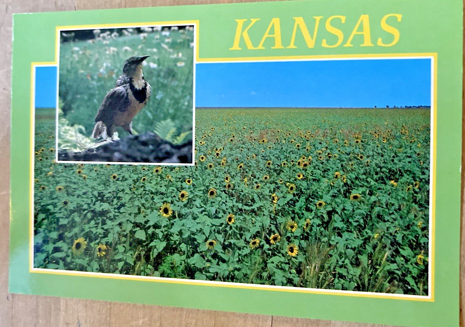 VINTAGE POSTCARD Kansas Sunflowers and Meadowlark 4x6\