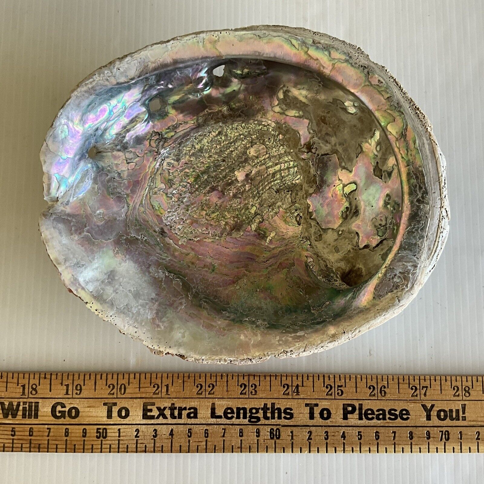 Vintage Abalone Shell Massive 8-1/2\
