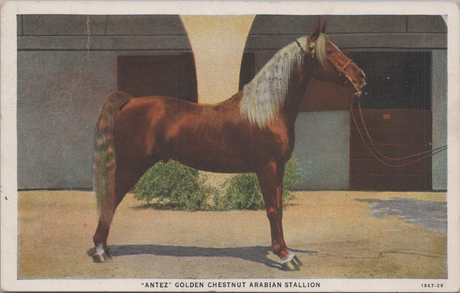 Postcard Horse Antez Golden Chestnut Arabian Stallion 