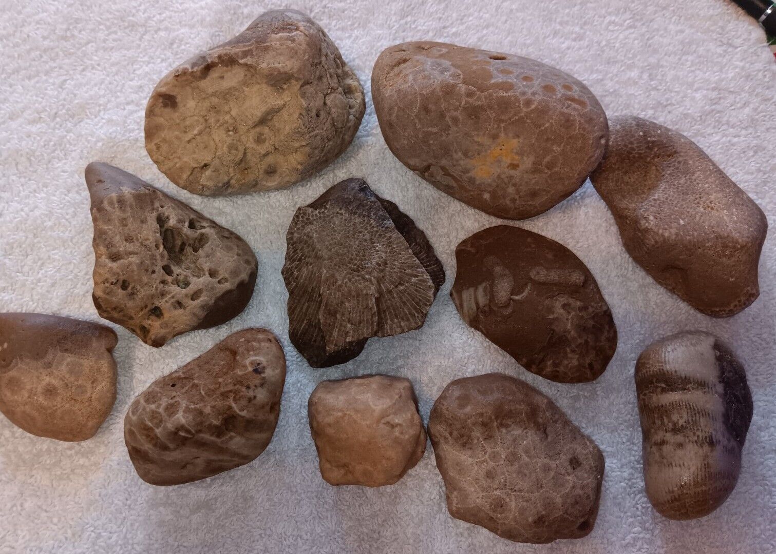 Large Petoskey Charlevoix Stone & Fossil Lot Unpolished Lake Michigan Rocks 3lbs