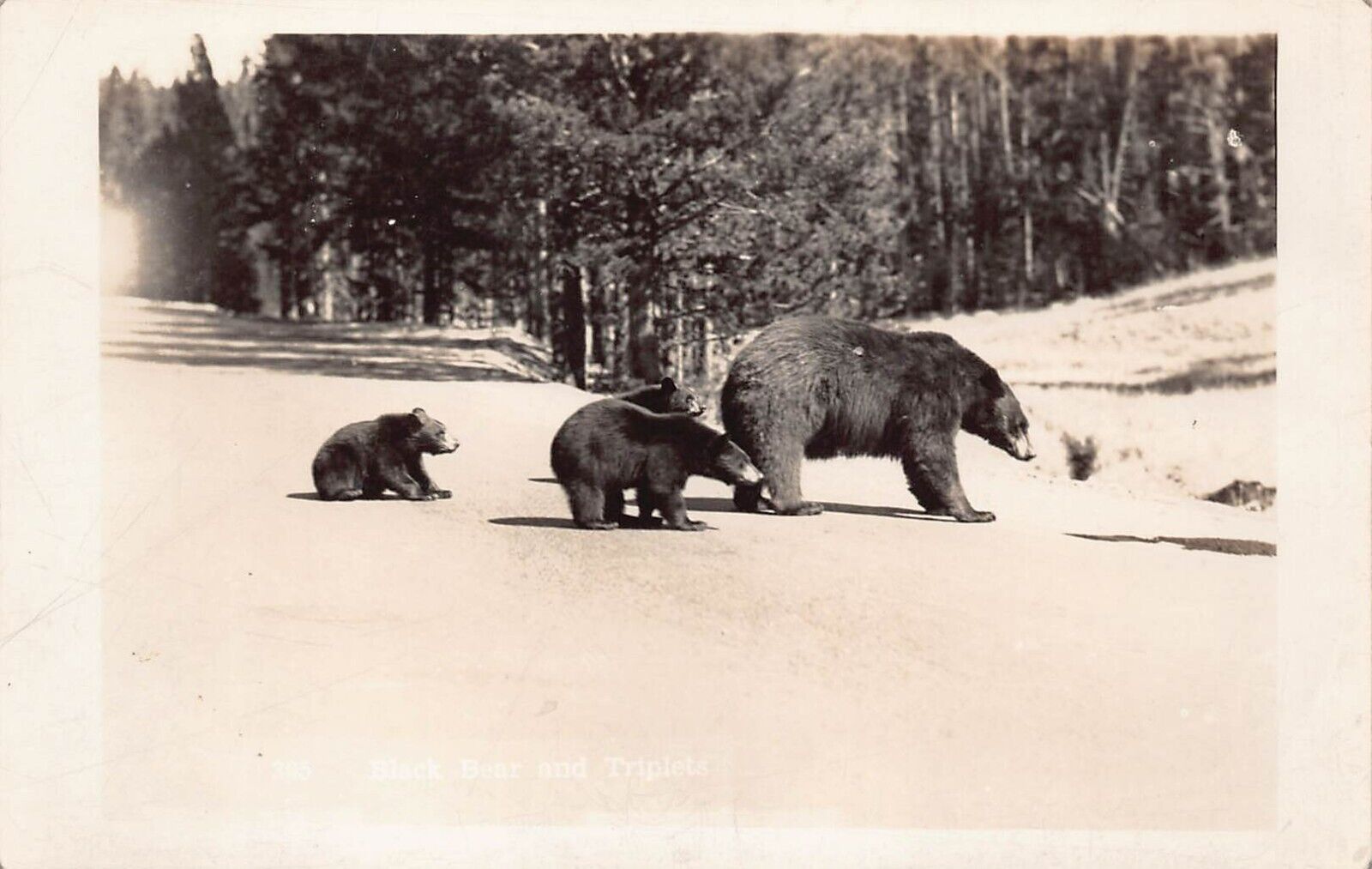 RPPC Black Bear Mama 3 Cubs Triplets Crossing Road Highway Photo Vtg Postcard X5