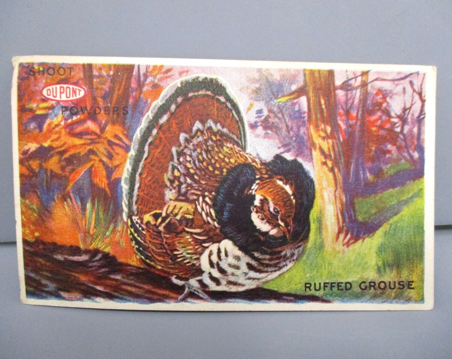 Vintage Postcard Shoot Powders Dupont Ruffed Grouse Unused Advertising