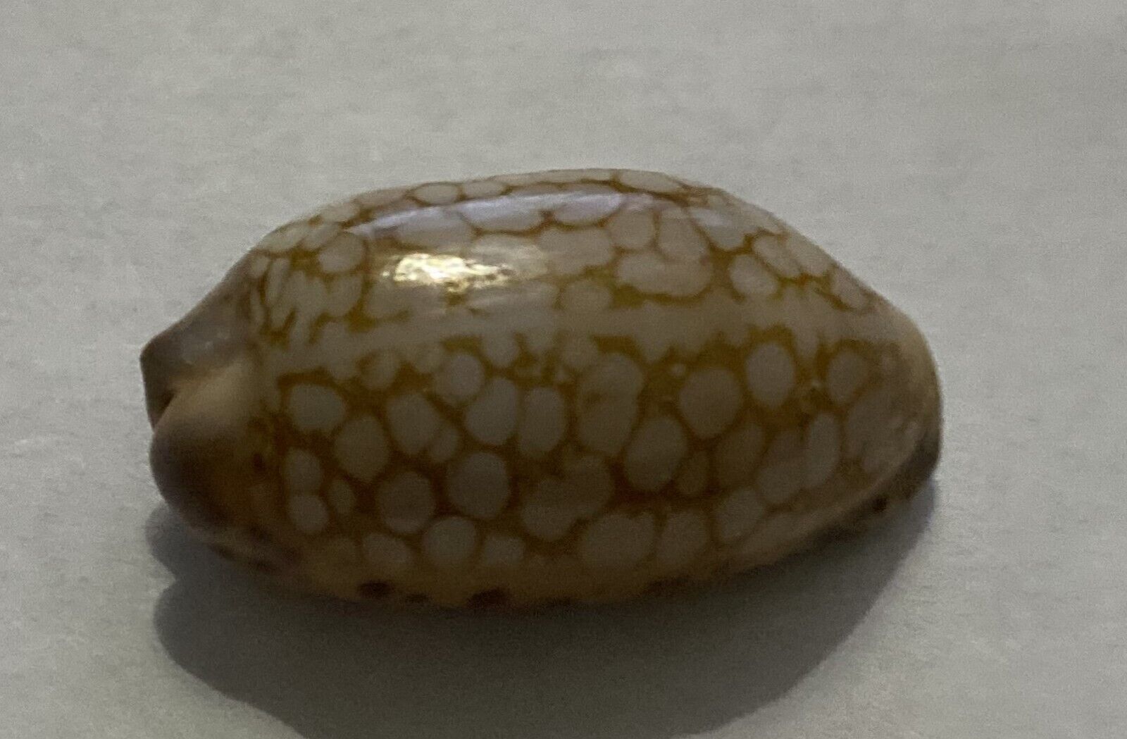 CYPRAEA SCURRA Madagascar shell size 29mm