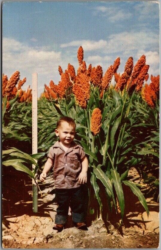1950s Ag. Advertising Postcard Asgrow Seed. Co. \