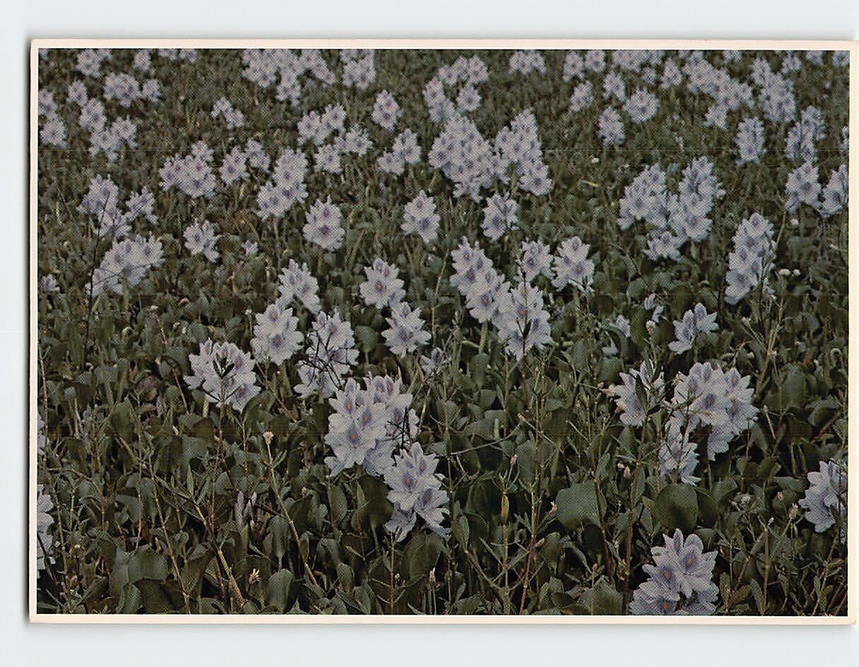 Postcard Water Hyacinths (Eichornia crassipes), Louisiana