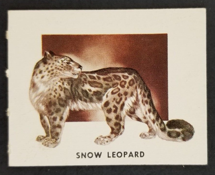 Vintage 1951 Snow Leopard Topps Animals of the World Card #169 (Soft Corners)
