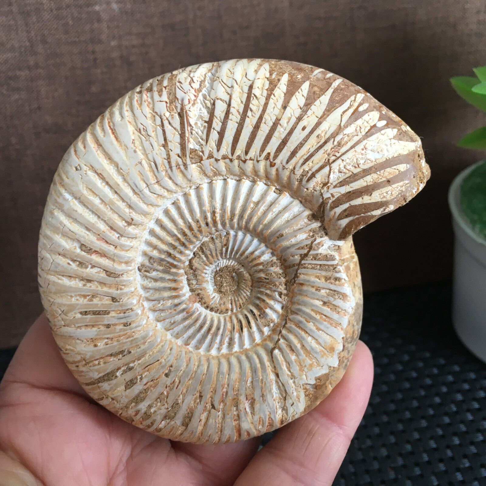 182g Rare natural polished white conch Ammonite Fossil Specimen Madagascar B2815