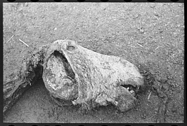 Skeleton of horse, William Butler\'s farm near Anthon,Iowa,IA,FSA,1936,4