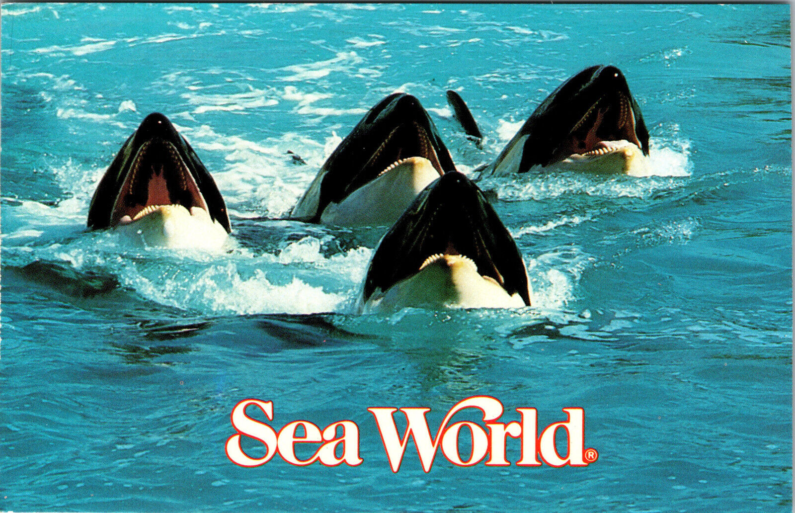 Postcard Seaworld San Diego California The Shamu Show Killer Whales
