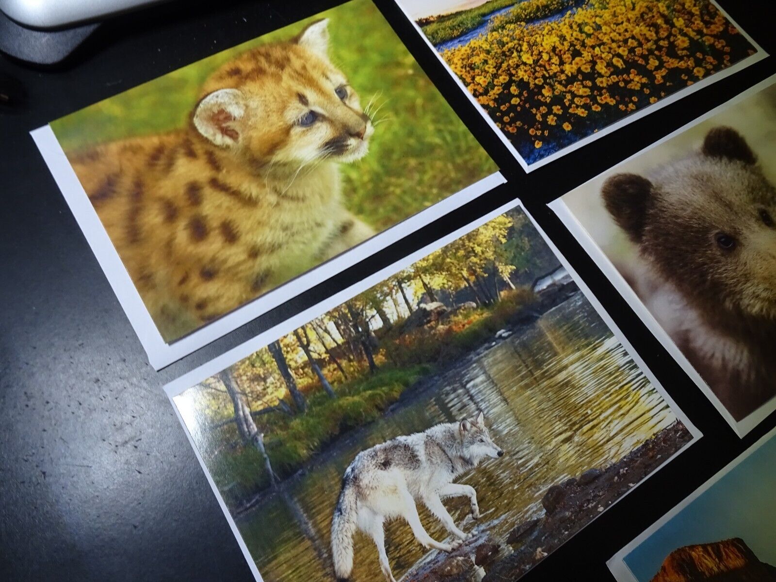 Beautiful Sierra Club Nature Cards + Envelopes , Qty=5, Please see Descriptions