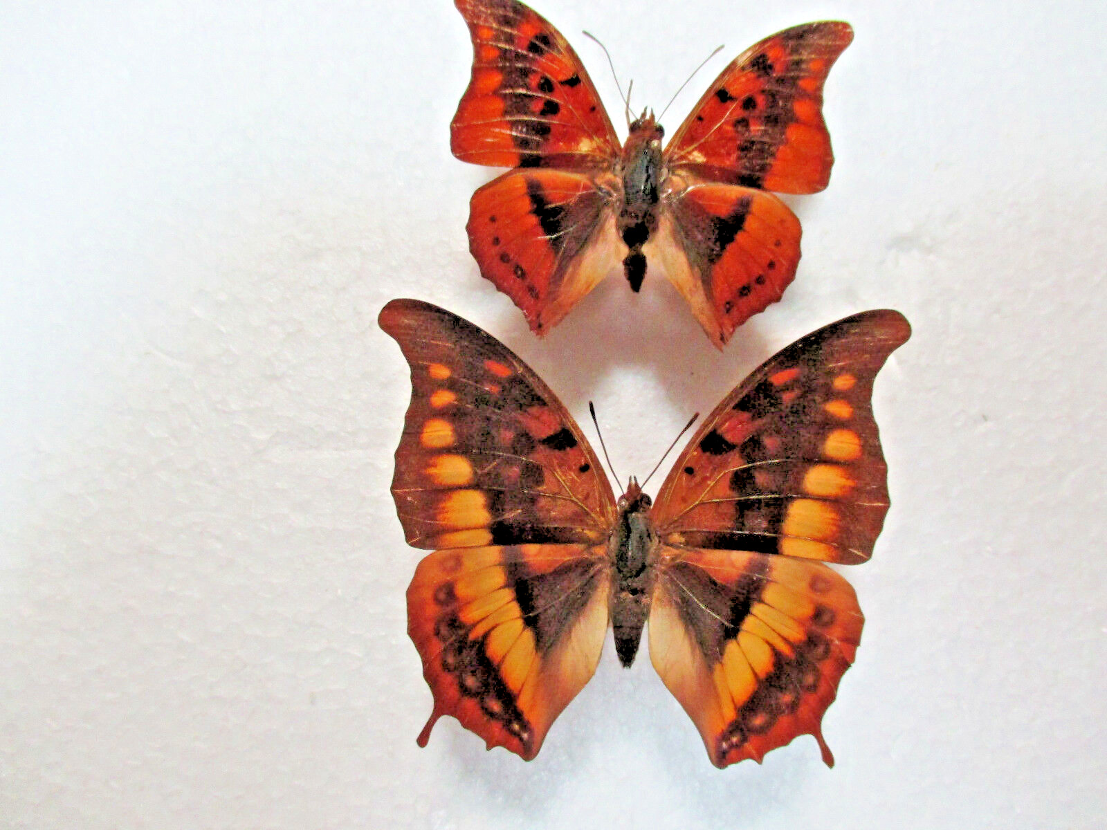 Entomologie Nymphalidae Charaxes Mouthy Niches Rare Couple RCI-Banco