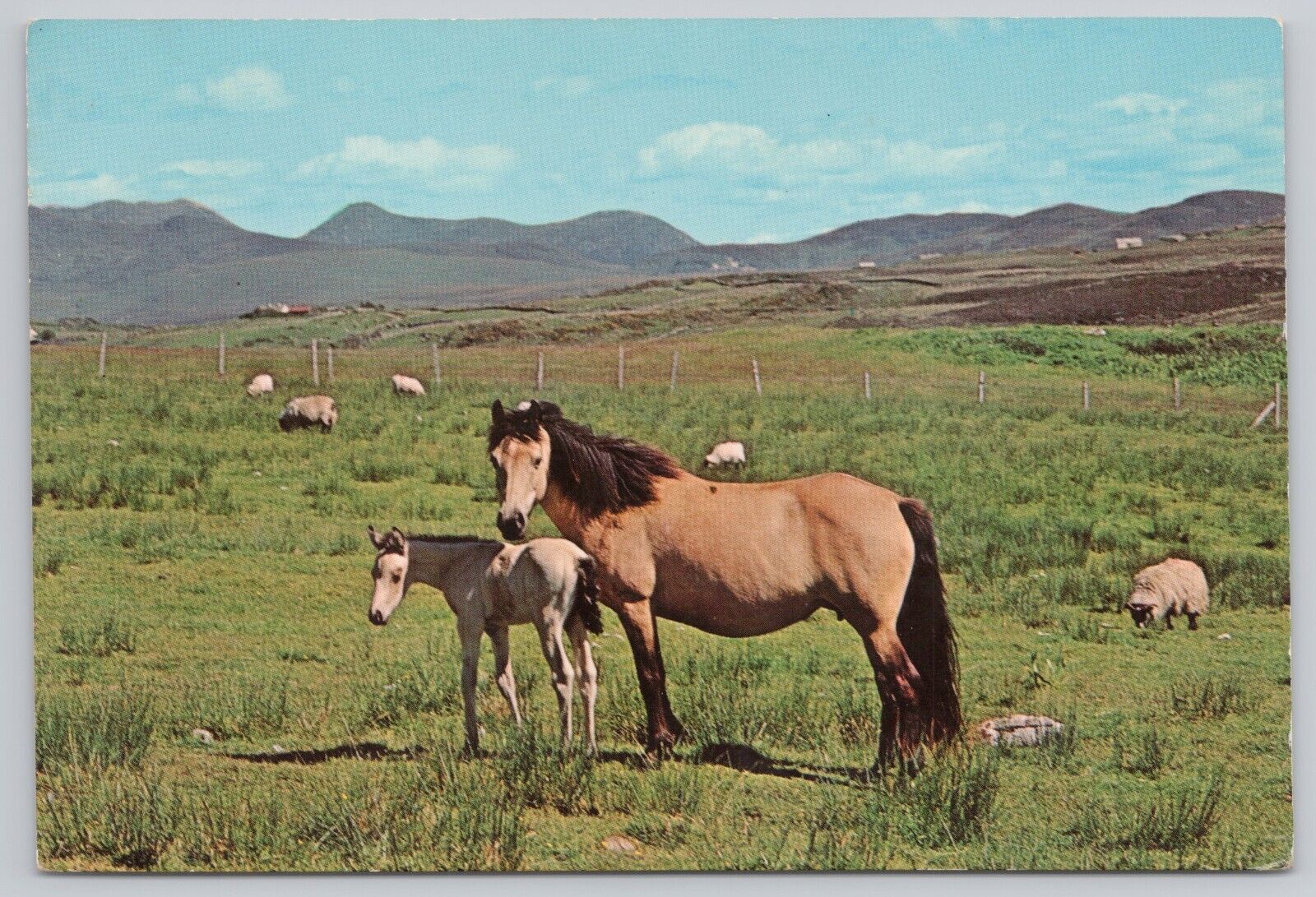 Connemara County Galway Ireland, Connemara Pony & Foal, Vintage Postcard