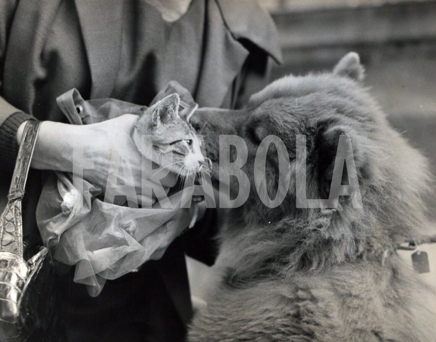 Vintage Press Photo Milano, 1960, Blessing of The Animals, print