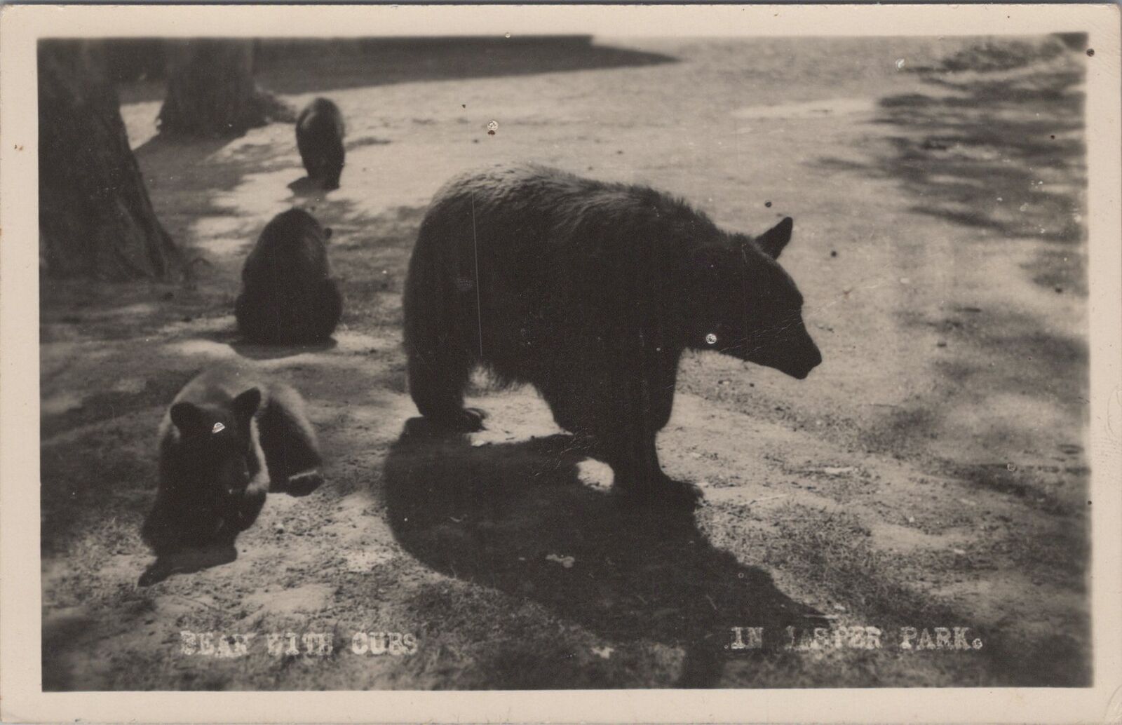 Bear with Cubs in Jasper Park Alberta RPPC Photo Postcard