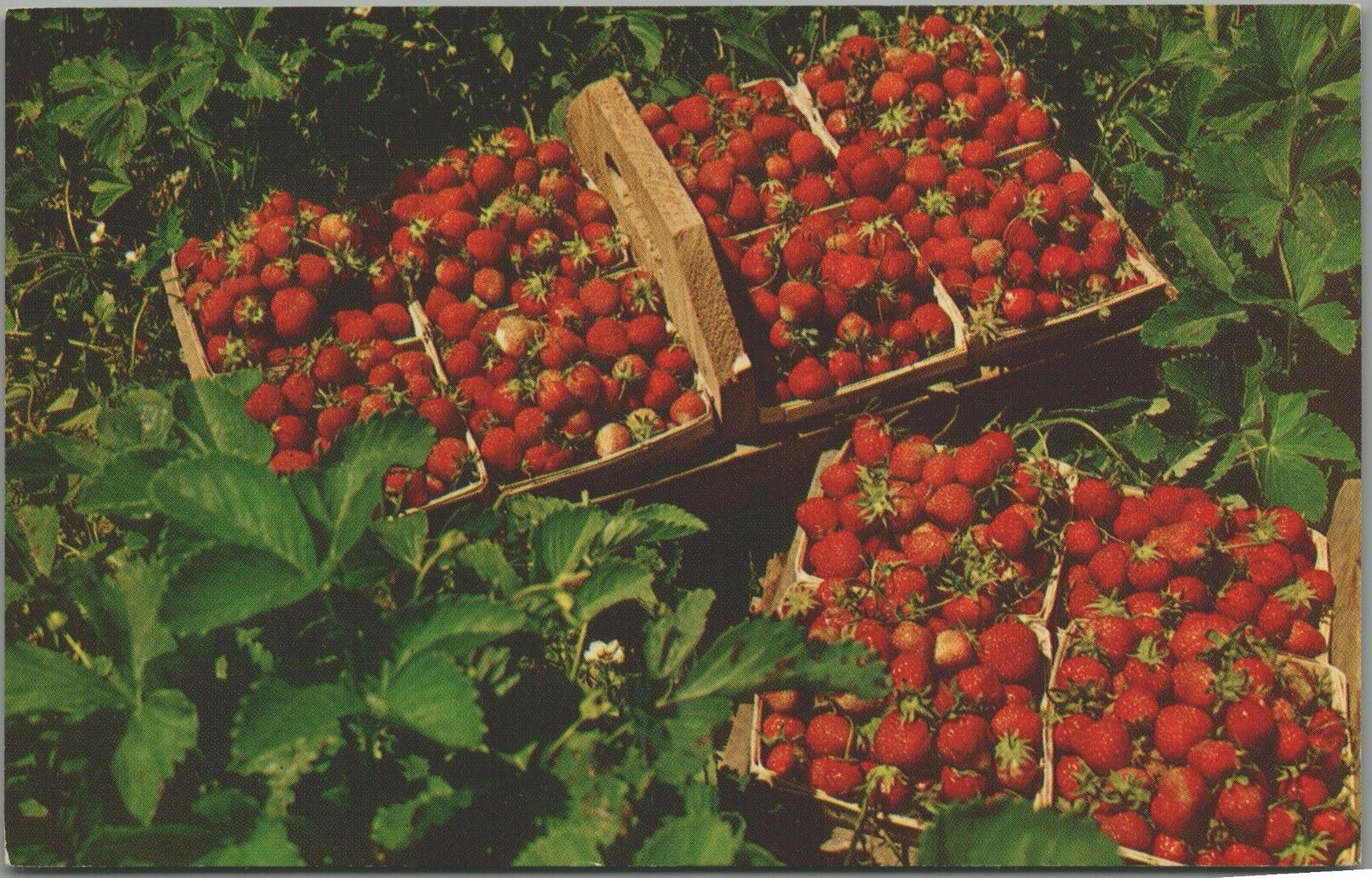 Gadsden First Strawberries in Tennessee