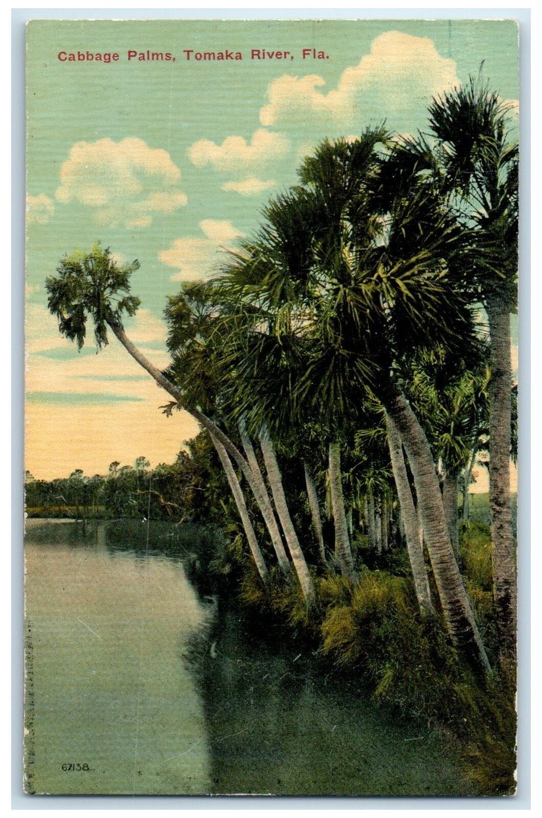 c1910\'s Cabbage Palms Tomaka River Volusia County Florida FL Unposted Postcard