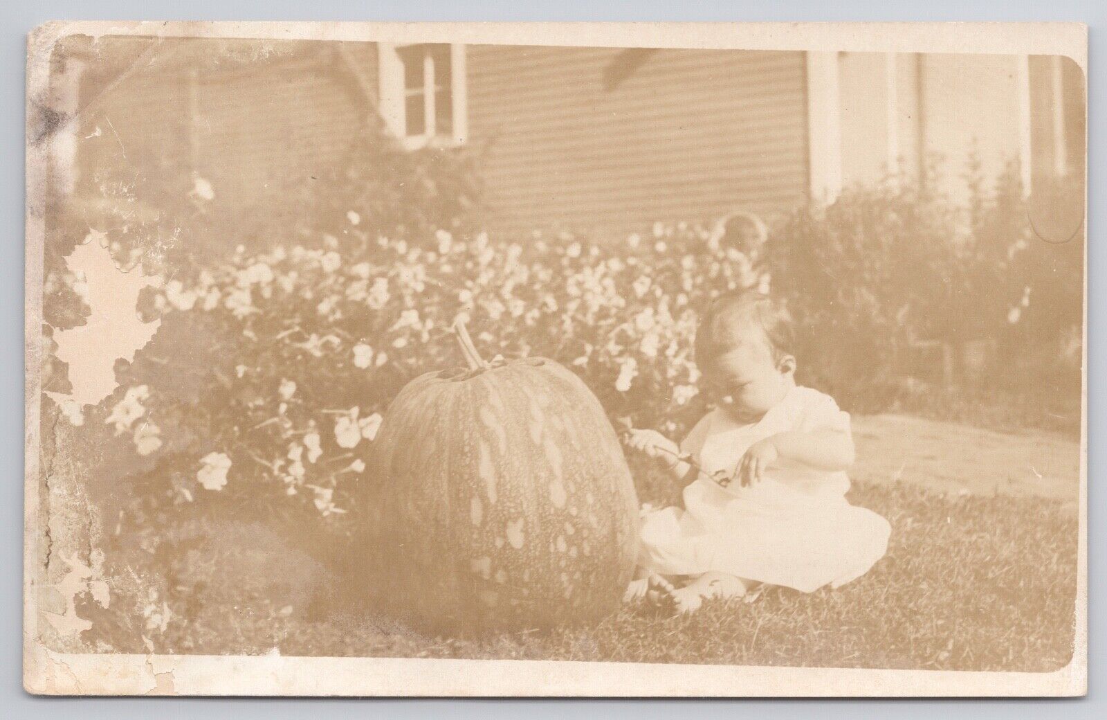 BABY SITTING NEXT TO BIG PUMPKIN IN GARDEN, RPPC REAL PHOTO  POSTCARD c. 1910s