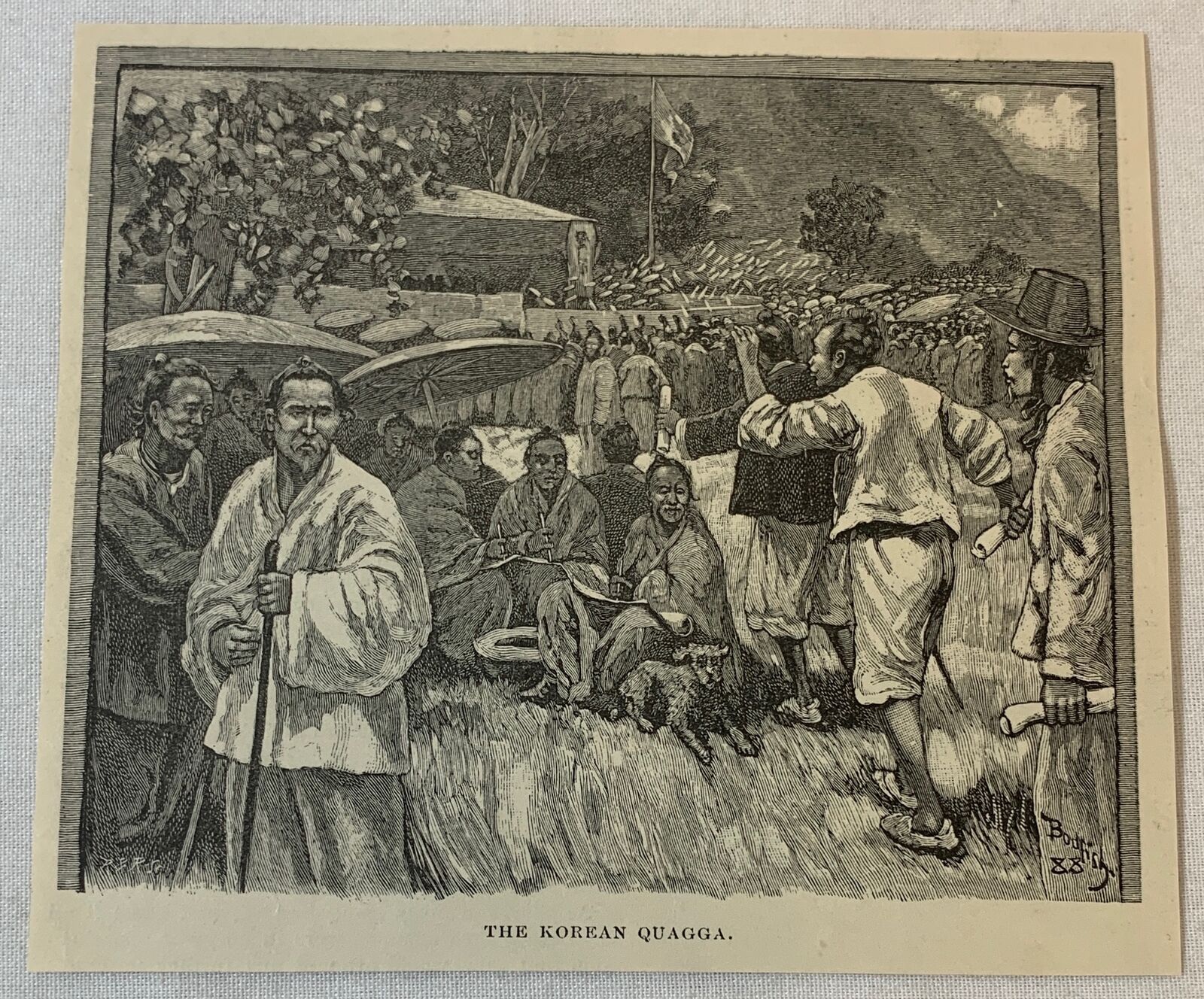 1888 magazine engraving~  THE KOREAN QUAGGA