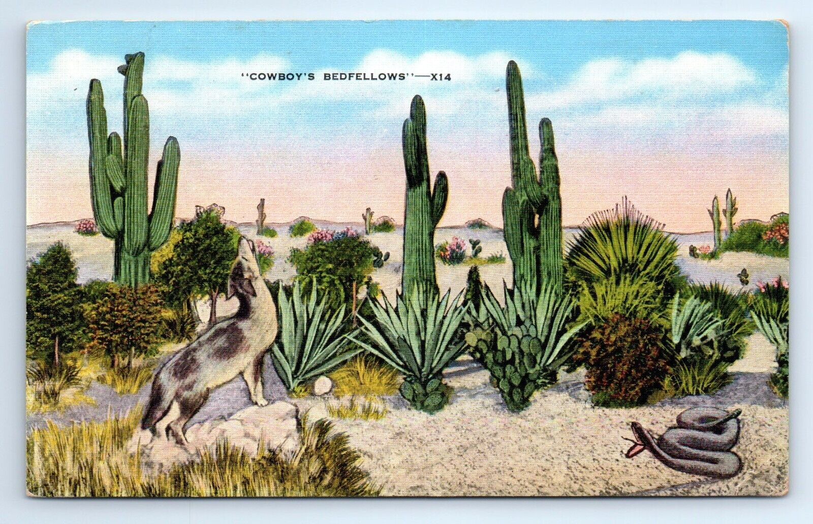 Anson Texas Desert COWBOY\'S BEDFELLOWS Linen Postcard Posted 1944