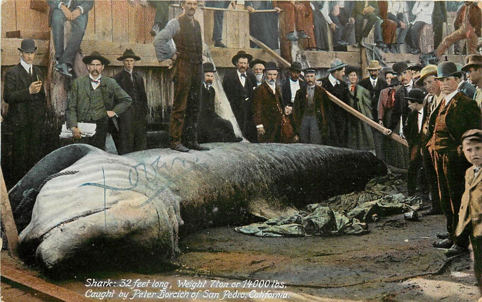 c1907 Postcard; Giant Shark 32 Feet Long, Caught near San Pedro CA Fishing