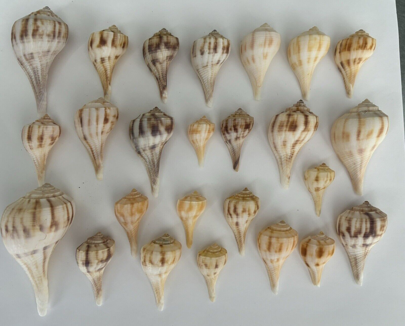 25 Beautiful Pear Whelk Shells From Sanibel Island, Florida Approx 1 1/4” To  3”
